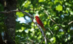 birding at John H. Kerr Reservoir